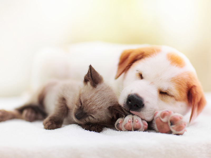 犬と猫